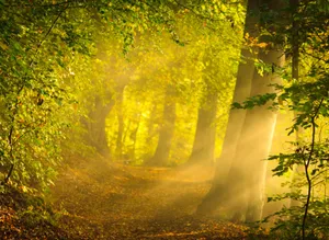 Magical Forest Majestic Sunlight Wallpaper