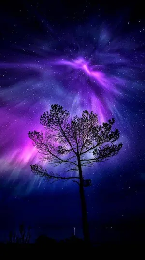 Magical Night Sky Aurora Borealis Over Tree Wallpaper