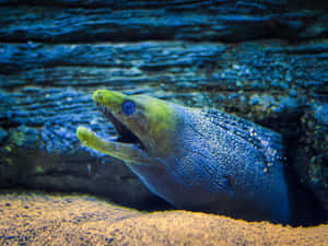 Magnificent Peek Of A Moray Eel In Aquatic Habitat Wallpaper