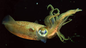 Magnificent Underwater View Of Roundear Enope Calamari Wallpaper