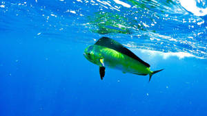 Mahi-mahi Or Common Dolphinfish Wallpaper