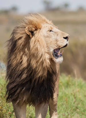 Majestic African Lion At Sunset Wallpaper