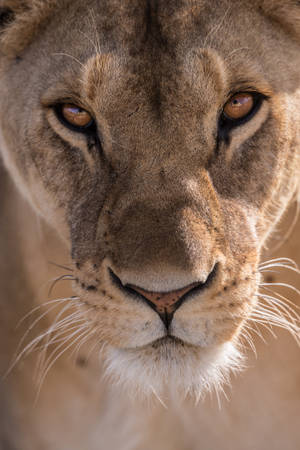 Majestic African Lion On The Prowl Wallpaper