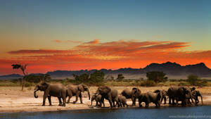 Majestic African Sunset Wallpaper