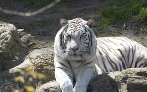 Majestic Albino Tiger Sitting Atop A Rock Wallpaper