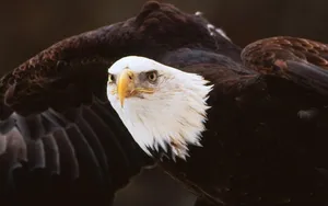 Majestic American Bald Eagle In Flight Wallpaper