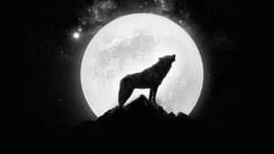 Majestic And Graceful Wolf Adorned In Moonlight Wallpaper