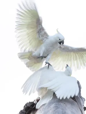 Majestic Angle: A Lone Angel In Flight Wallpaper