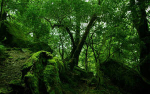 Majestic Beauty Of The Amazon Jungle Wallpaper