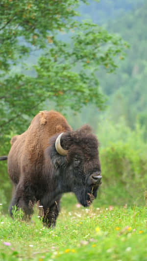 Majestic Bisonin Natural Habitat.jpg Wallpaper