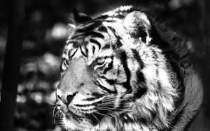 Majestic Black And White Tiger Wallpaper