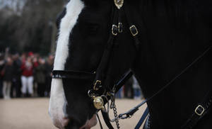 Majestic Black Horse With Blaze And Bridle Wallpaper