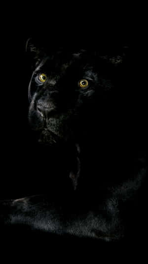 Majestic Black Jaguar In The Wild Wallpaper