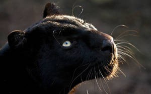 Majestic Black Panther Gazing Upwards Wallpaper