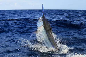 Majestic Blue Marlin Leaping In The Open Ocean Wallpaper