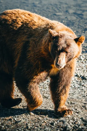 Majestic Brown Bear Walking Wallpaper