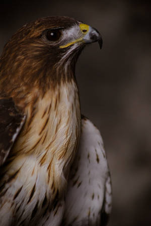 Majestic Brown-feathered Eagle Wallpaper