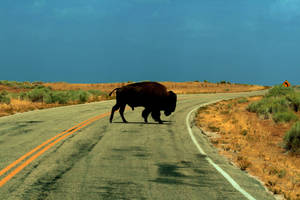 Majestic Buffalo Crossing A Scenic Road Wallpaper