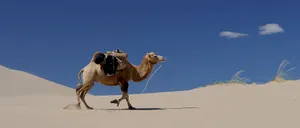 Majestic Camel In Mongolia's Vast Landscape Wallpaper