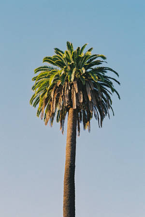 Majestic Canary Palm Tree In Full Splendor Wallpaper