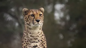 Majestic Cheetah Climbing On A Tree Wallpaper