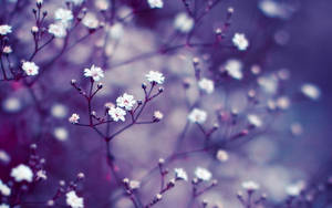 Majestic Close-up Shot Of A Blossoming Flower Wallpaper