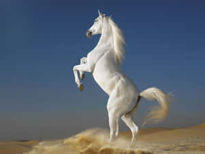 Majestic Creature In Natural Habitat Wallpaper