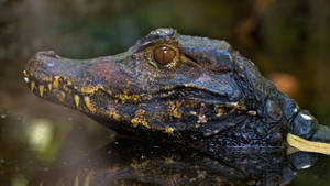 Majestic Curvier's Dwarf Alligator Lurking In Water Wallpaper