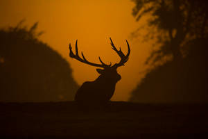 Majestic Deer In The Wild Wallpaper