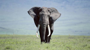 Majestic Elephant Hd Wallpaper