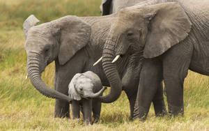 Majestic Elephant In The Grasslands Wallpaper