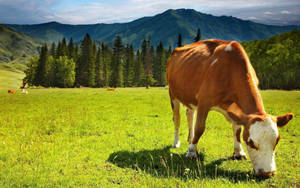 Majestic English Longhorn Cattle In Nature Wallpaper