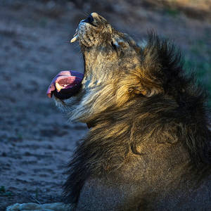 Majestic Fury - Portrait Of An Angry Lion Wallpaper