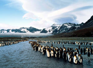 Majestic Gathering Of Penguins In Natural Habitat Wallpaper