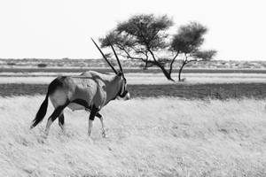 Majestic Gemsbok In The Wild Of Botswana Wallpaper