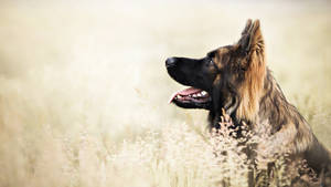 Majestic German Shepherd Against A Scenic Backdrop Wallpaper