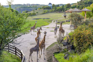 Majestic Giraffes At The Prague Zoo Wallpaper