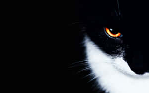 Majestic Golden Cat Eyes On A Tuxedo Cat Wallpaper