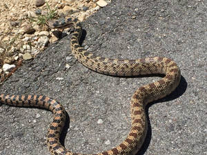 Majestic Gopher Snake Basking In The Sun Wallpaper