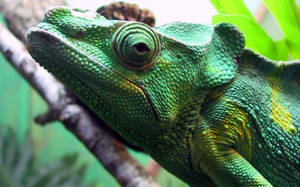 Majestic Green Iguana Perched On A Tree Branch Wallpaper