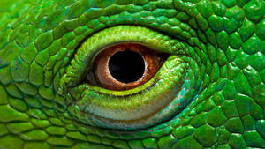 Majestic Green Iguana Showcasing Its Magnificent Eyes Wallpaper