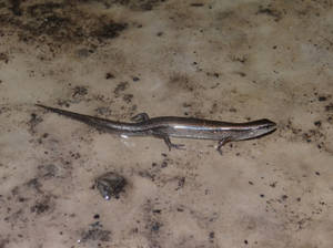 Majestic Ground Skink On Natural Habitat Wallpaper