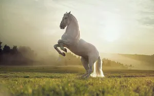 Majestic Horse Rearingin Sunset Field.jpg Wallpaper