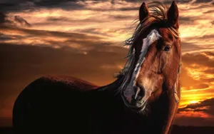 Majestic Horse Sunset Silhouette Wallpaper