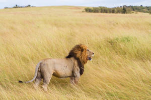 Majestic Kingly Lion Wallpaper