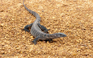 Majestic Komodo Dragon - Monitor Lizard In Its Natural Habitat Wallpaper