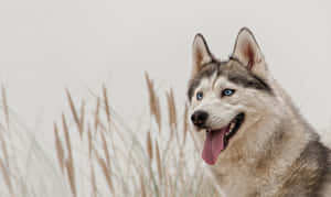 Majestic Light Brown Siberian Husky Dog Wallpaper