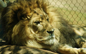 Majestic Lion Posing In The Grasslands Wallpaper