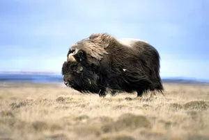 Majestic Long-haired Musk Ox In Natural Habitat Wallpaper
