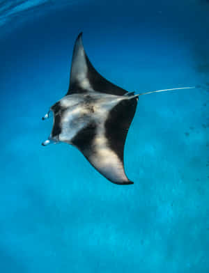 Majestic Manta Ray Gliding Underwater.jpg Wallpaper